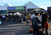 Betim faz história e conquista recorde nacional com mega mutirão de castração de cães e gatos