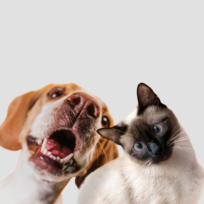 cute-pet-collage-isolated (1)