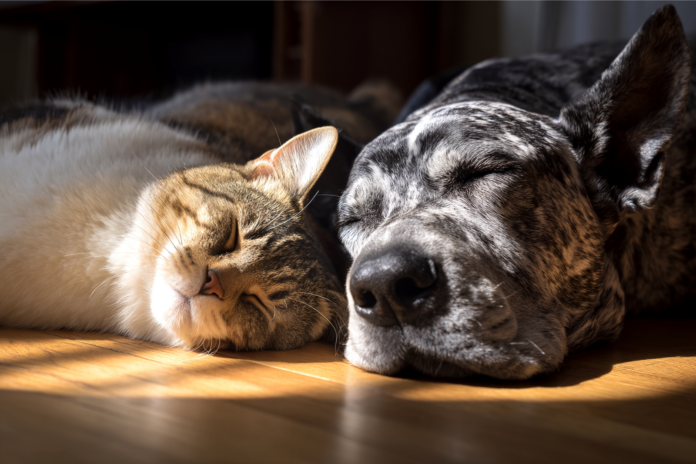 Foto Pets