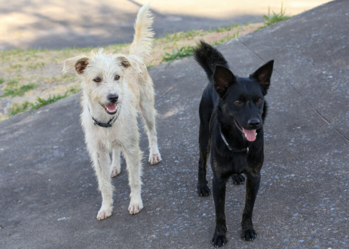 Foto pets