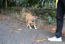 Perigo sonoro: saiba como proteger cães e gatos de barulhos intensos e evitar fugas