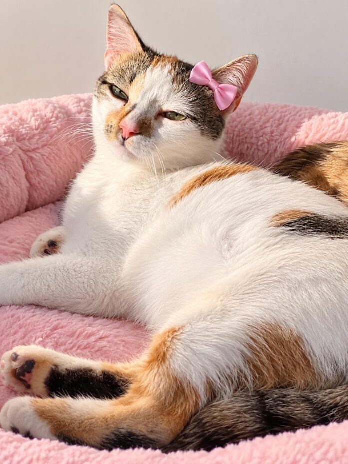 Foto PETS Gato